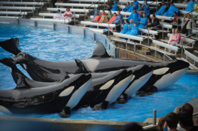Orca whales perform in a show at SeaWorld in Florida