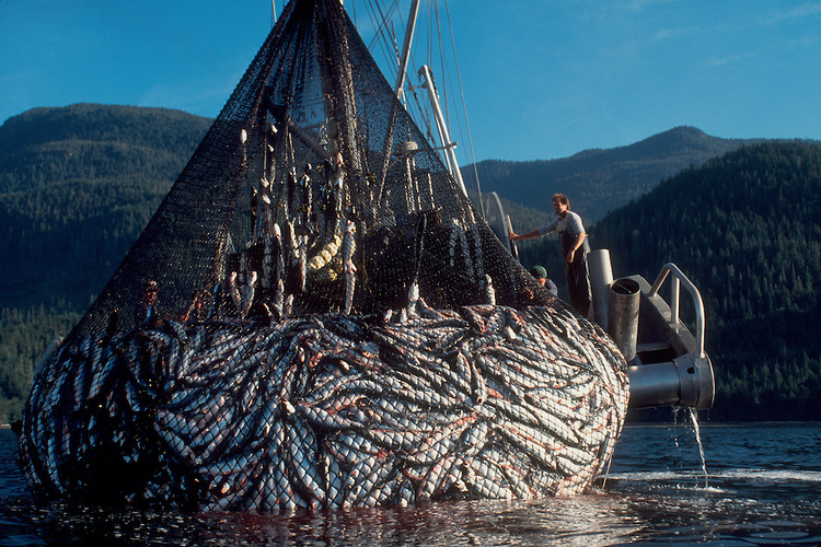industrial-fishing-net-commerical-salmon