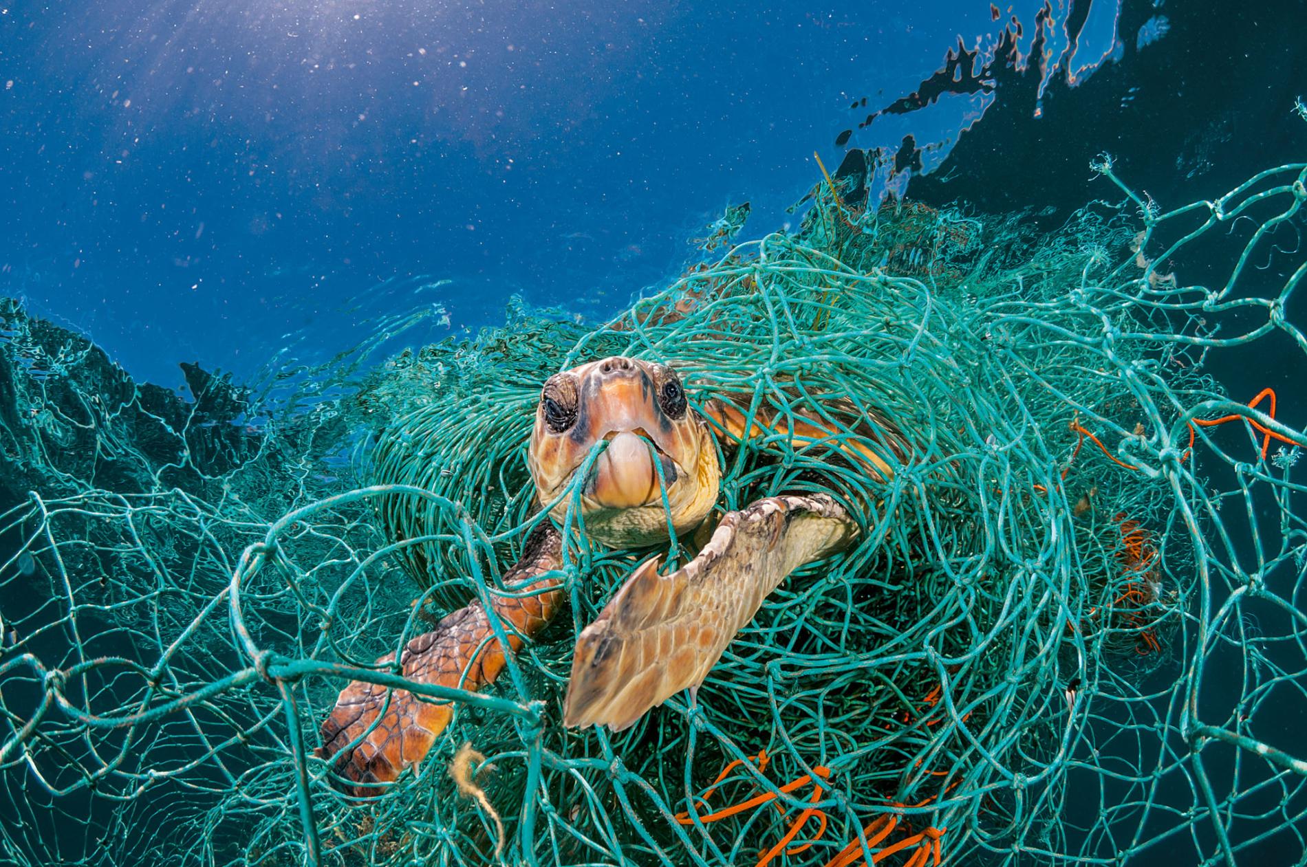 turtle-bycatch-industrial-fishing-net-ocean
