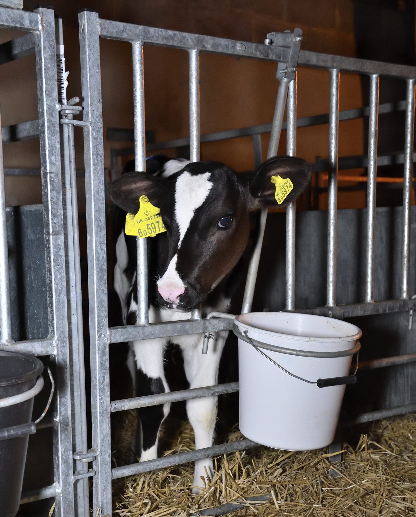 Coome-Farm-Organic-Dairy-abuse