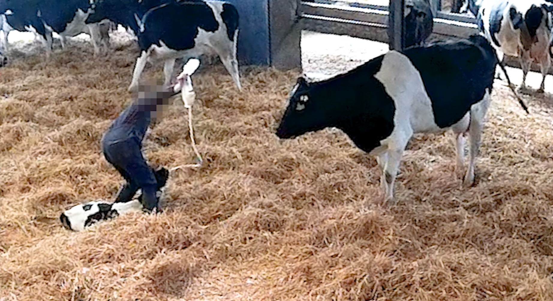 Coome-Farm-Calves