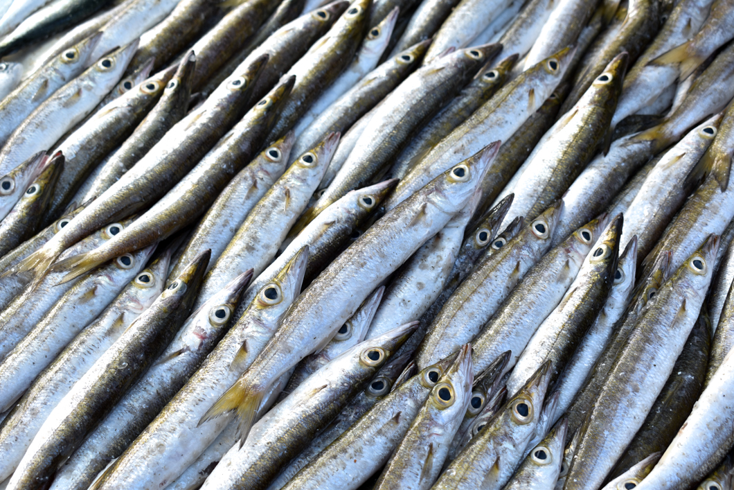 fishing-impact-on-oceans