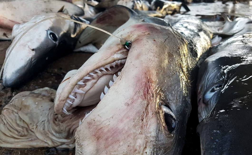 shark-bycatch
