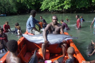 A man carries the body of a dolphin on a boat during a dolphin hunt in the Solomon Islands