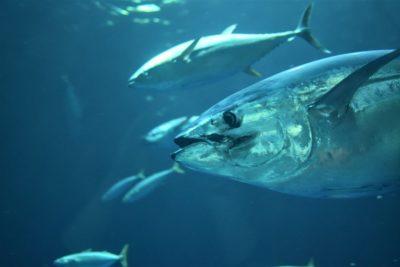 Tuna fish in the ocean