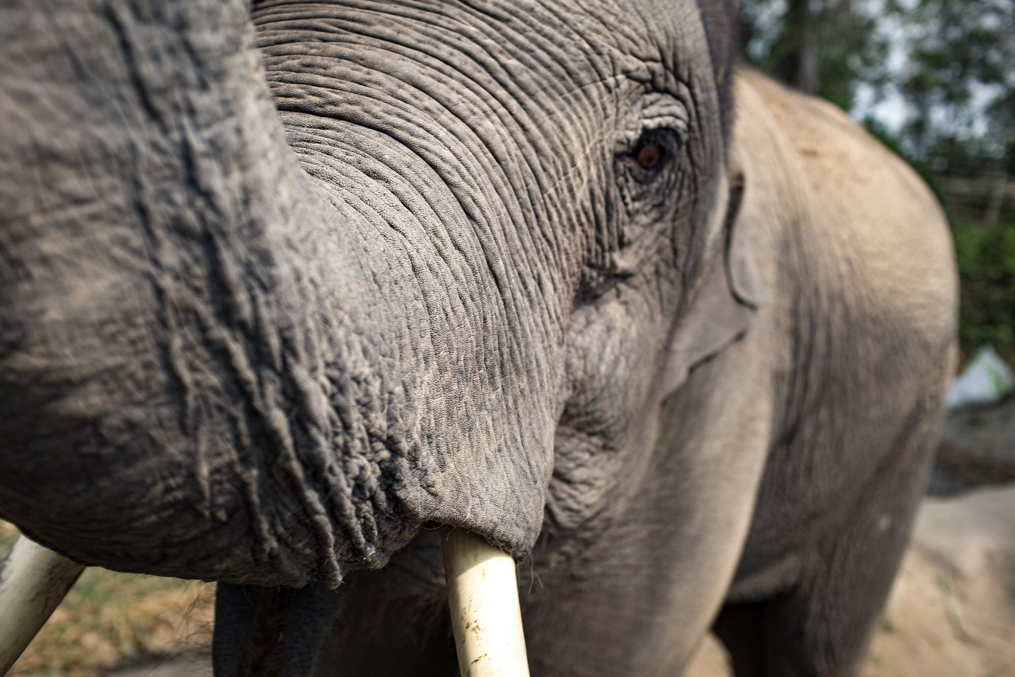 Elephant threatened by habitat loss