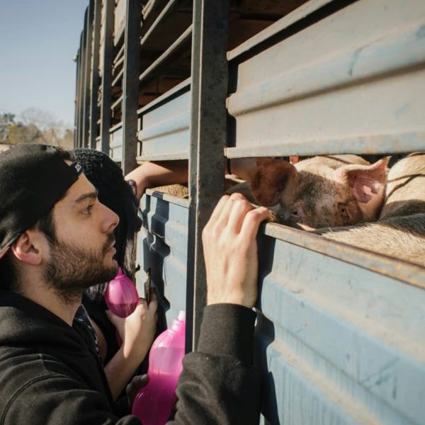 vegan Argentina