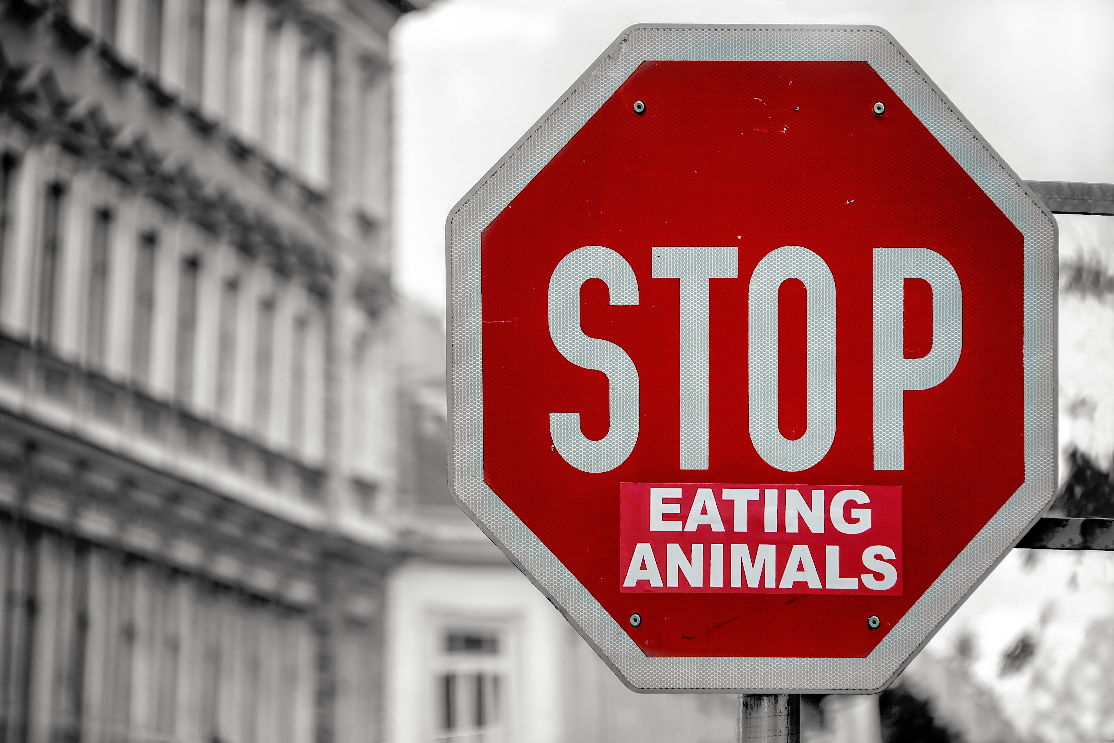 Stop Eating Animals How to go Vegan