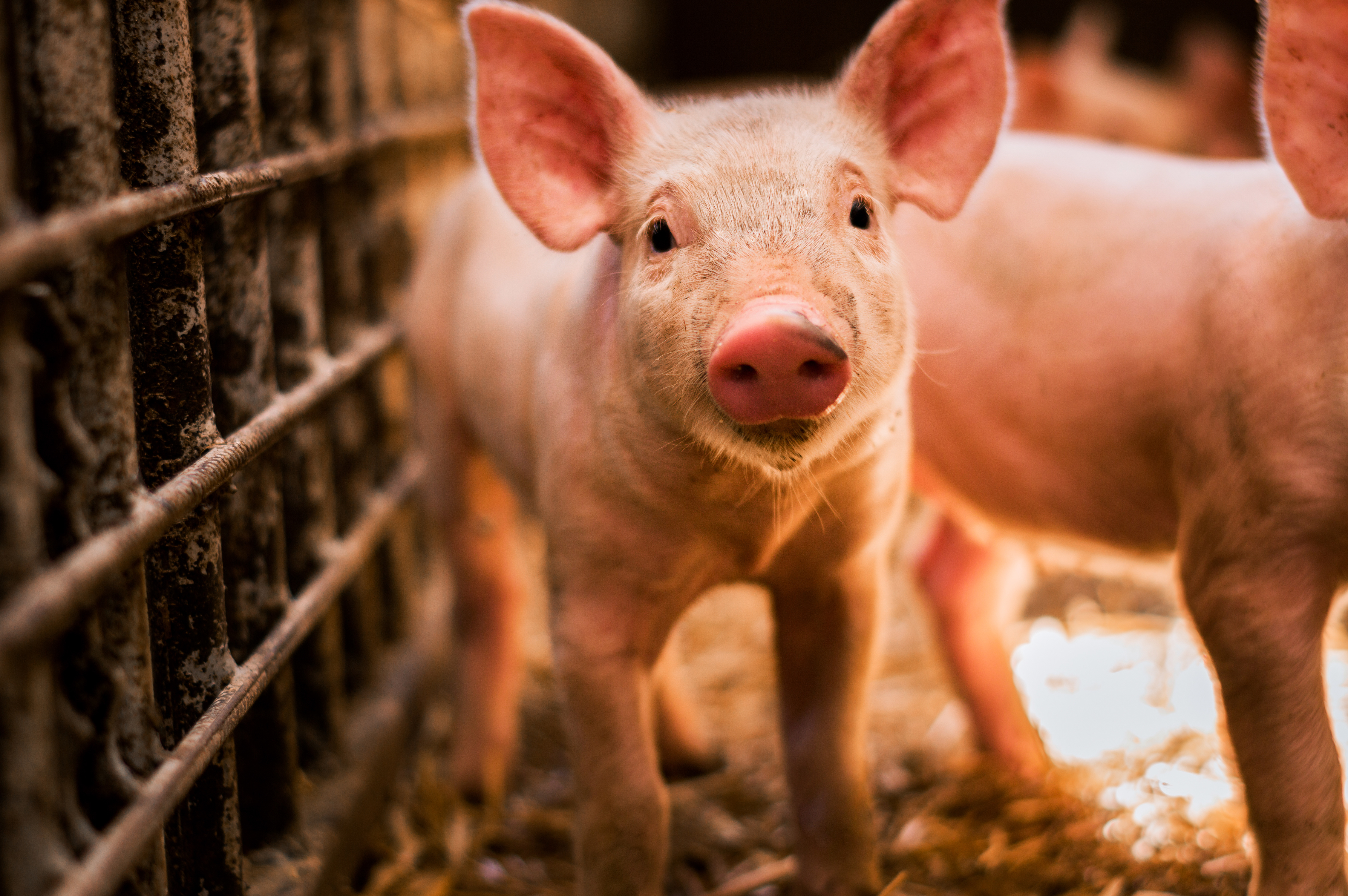 whats-wrong-with-pork