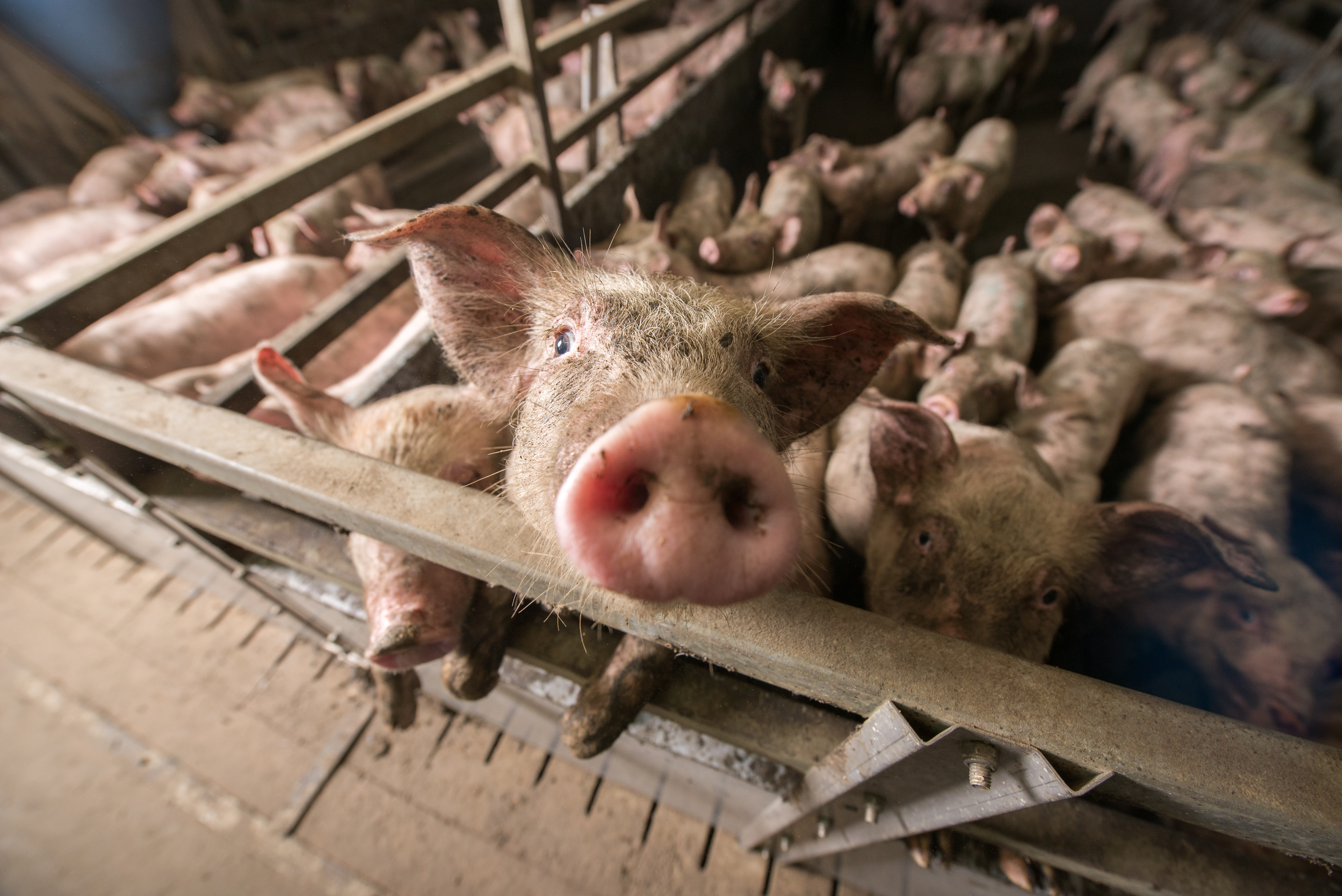 Pigs suffocate on factory farm