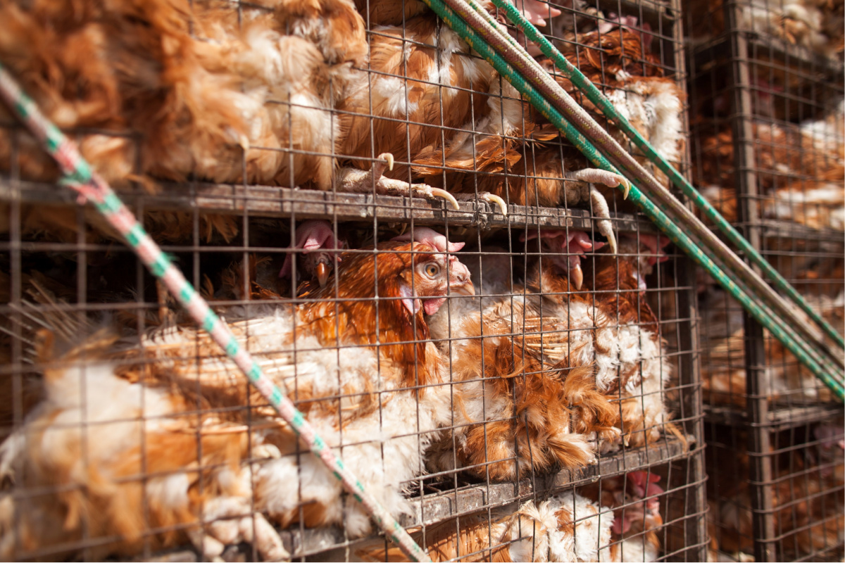 Chickens in a cage. Birds in a cage. Bird's farm. Animals abuse. Transportation of birds. Transportation of chickens.