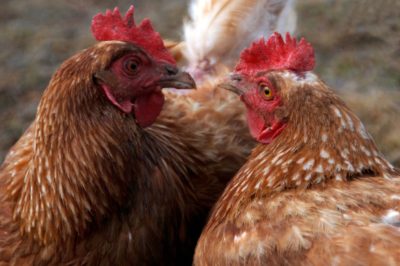 Two farmed chickens