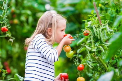 Adorable little girl smelling cucumbers and tomatoes in greenhouse. Season of ripening vegetables in green houses.