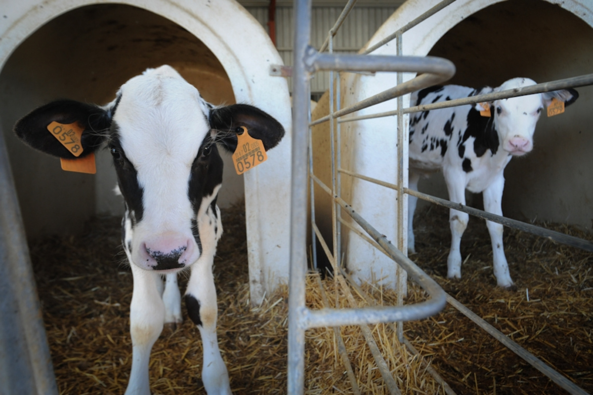Dairy veal farm