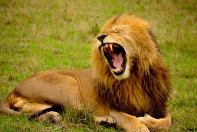A lion showing their teeth