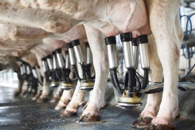 A row of cows being milked