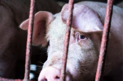 Farmed pig in captivity behind a cage