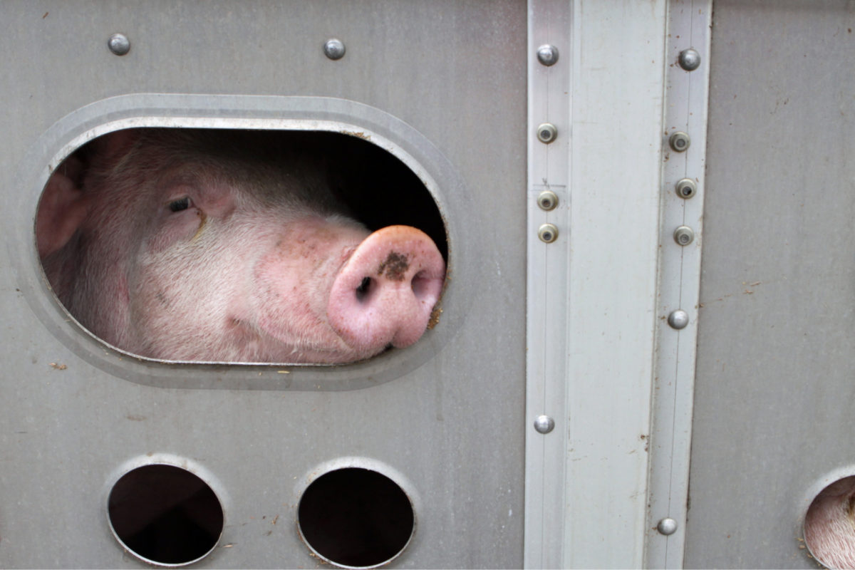 Farmed pig in transit to a slaughterhouse