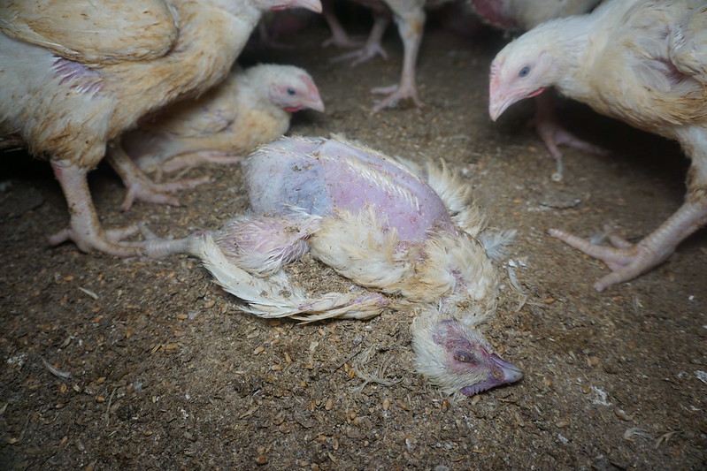Dead chicken on the floor at a farm in the UK