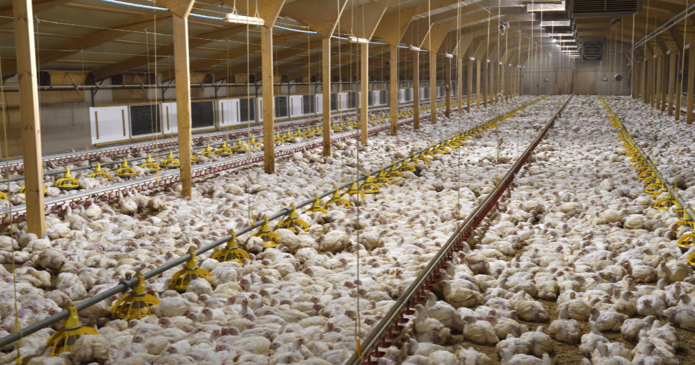 Factory farm shed filled with thousands of chickens