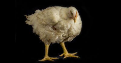 Image of an unnaturally large broiler chicken