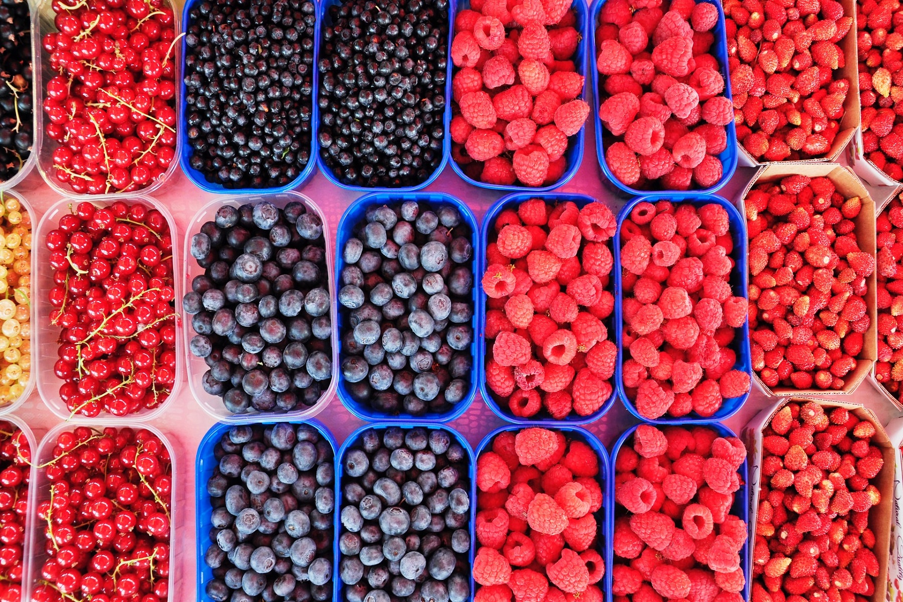 A flatlay of different berries in containers - raspberries, cherries, blueberries. All of these are core foods in a vegan diet. 