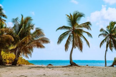 Desert island with palm trees and a beach