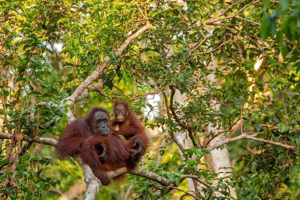 Orang-utans sitting in a tree