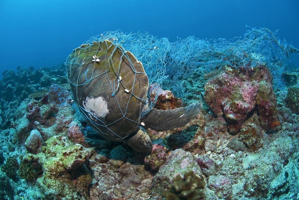 Sea turtle caught in fishing net