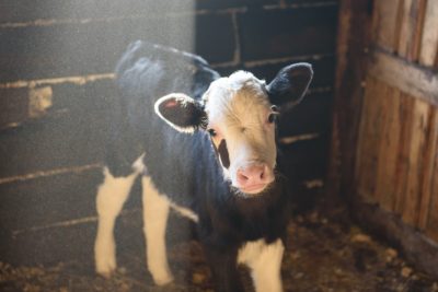 A small cow looking at the camera