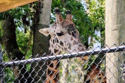 Are zoos ethical? A giraffe captive in their enclosure.