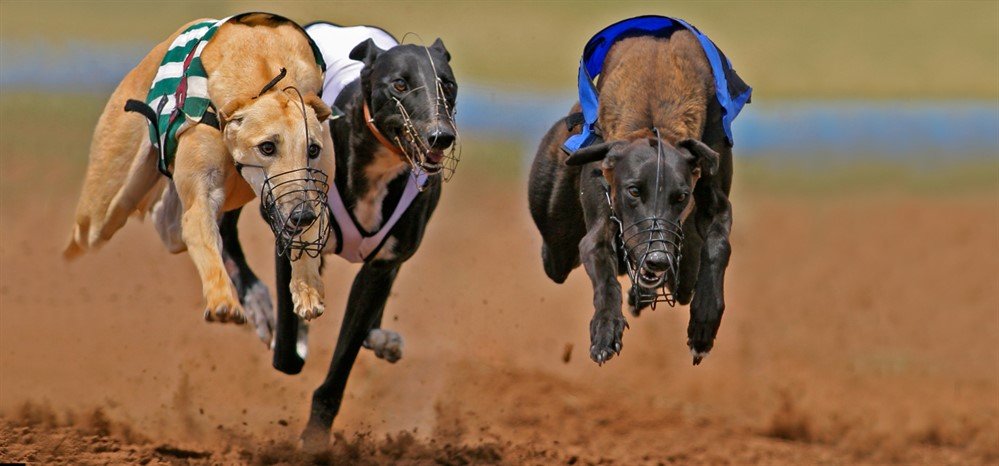 Is greyhound racing cruel?