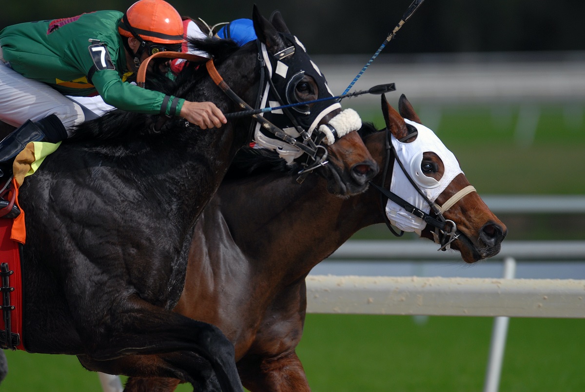 Is horse racing cruel? 