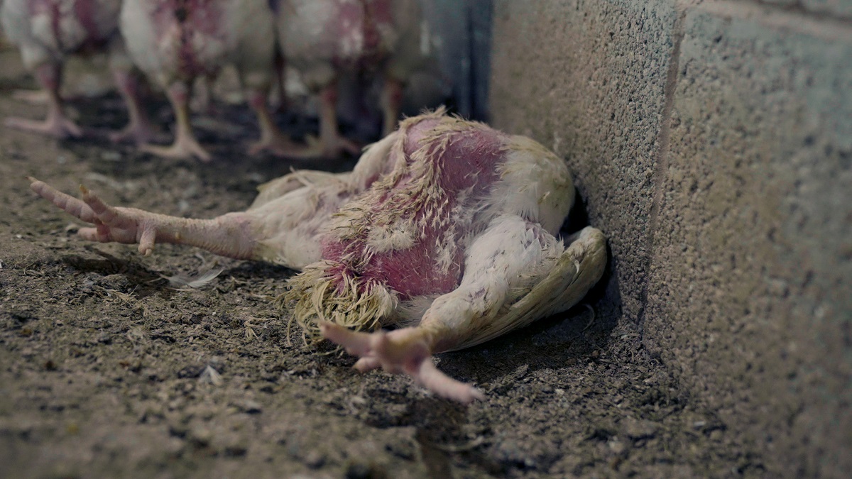 A dead chicken in a factory farm