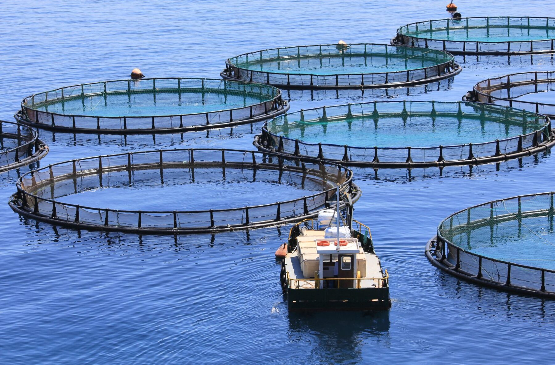 Fish farm