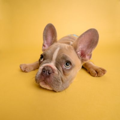 Dog on a yellow backdrop