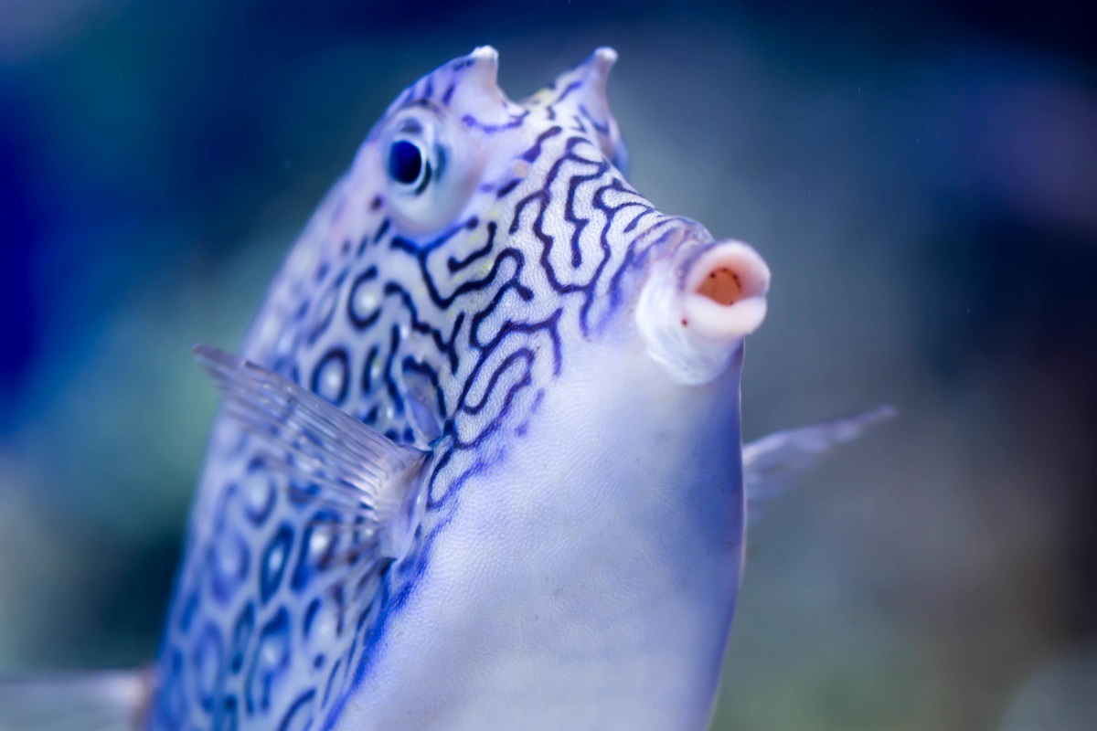 Blurry photo of Longhorn cowfish Lactoria cornuta horned boxfish in a clear sea aquarium