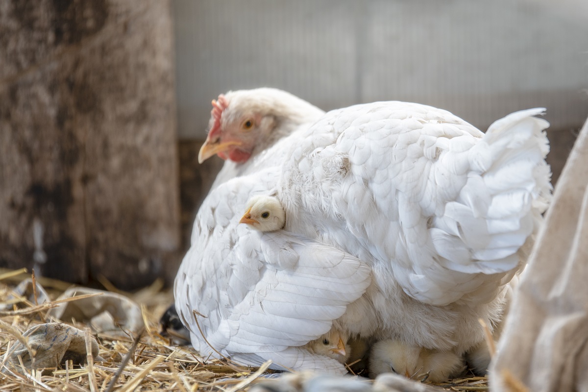 chicken factory farm