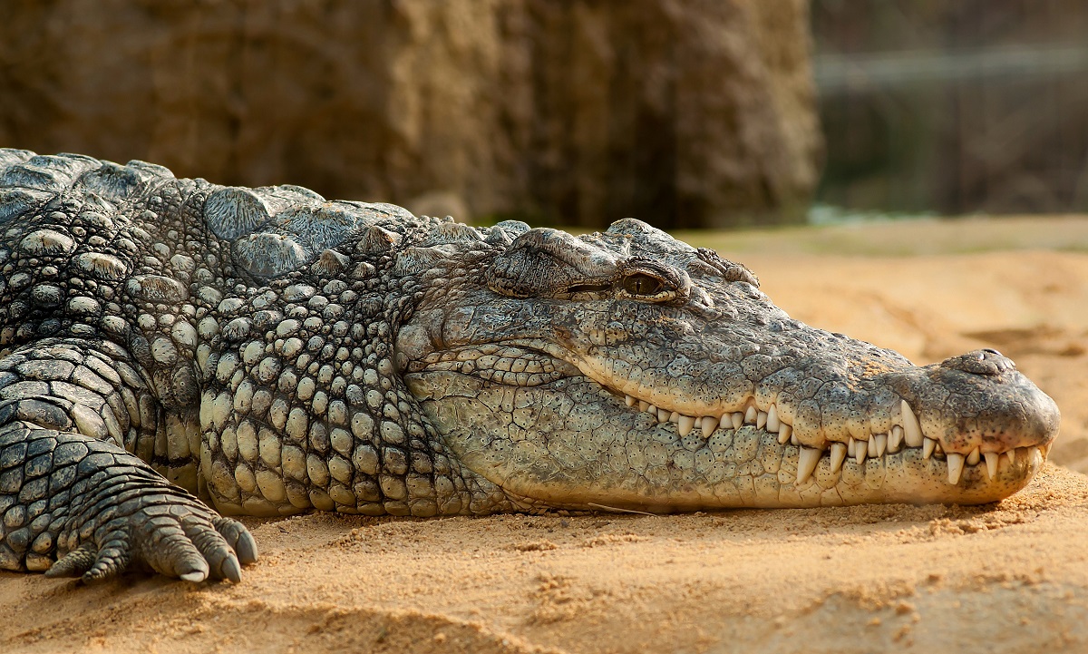 Crocodile on the waterbank