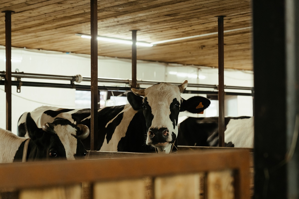 Dairy Cows inside a facility