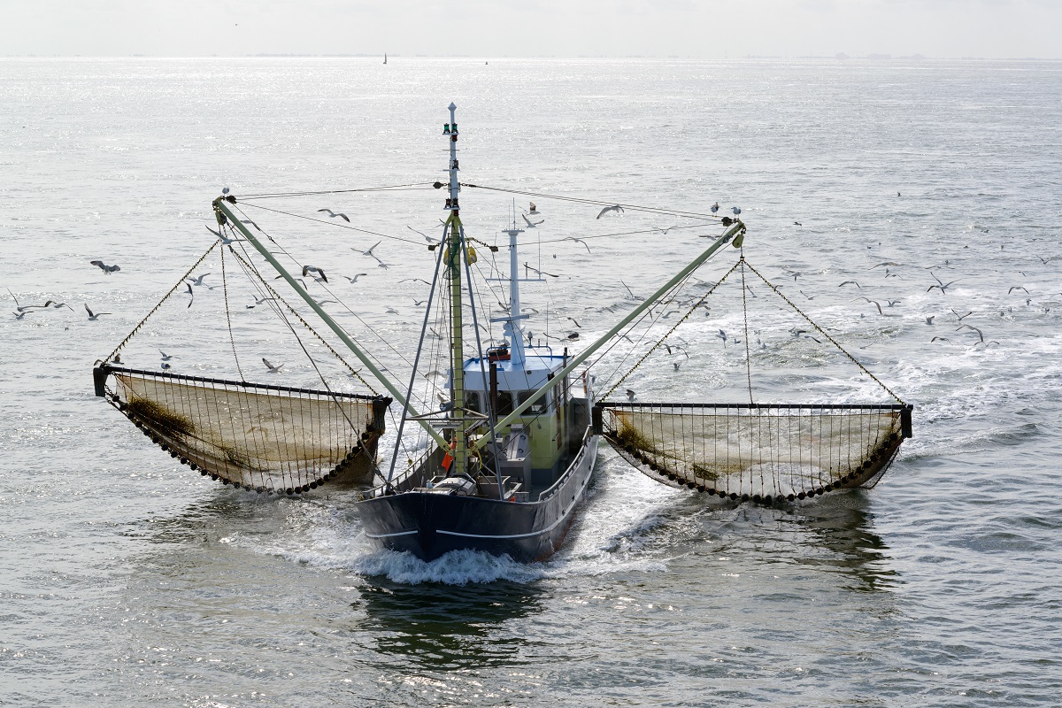 Fishing boat dragging a net throught the water of the Waddensea, The Netherlands. Lots of seagulls