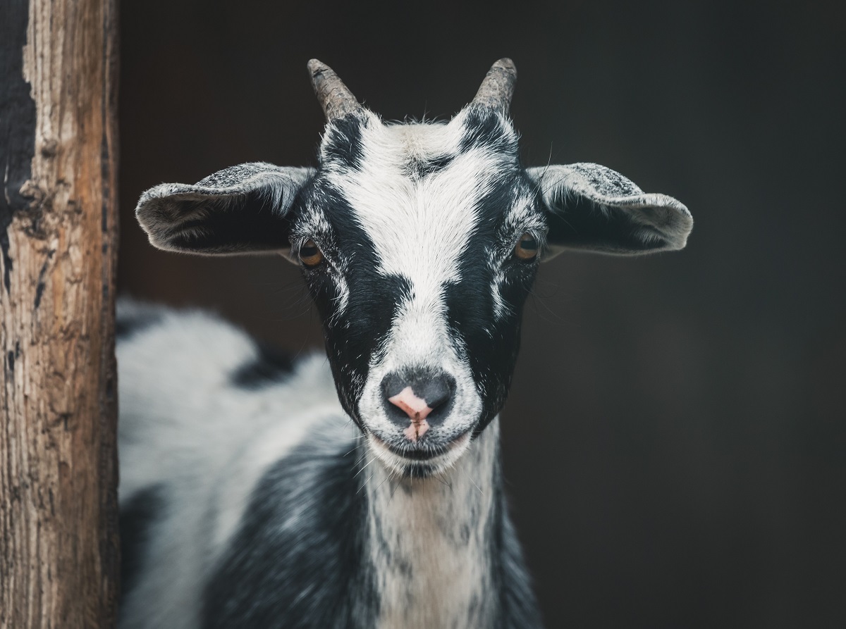 From Goats to Livestock: Animals Respond to Human Emotion