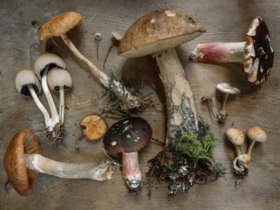 Flatlay of mushrooms