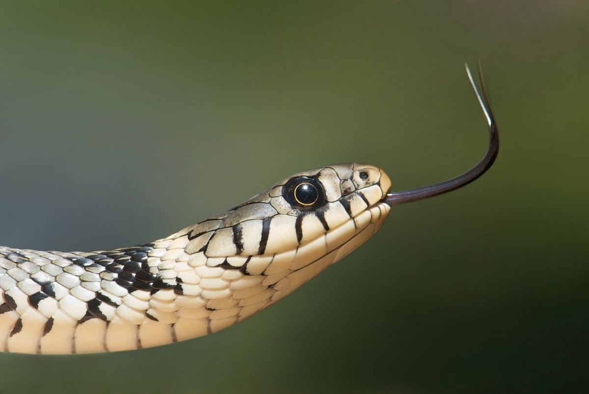 Snake sticking tongue out