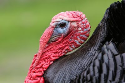 A stunning head shot of a domesticated turkey (Meleagris gallopavo) a large poultry bird.
