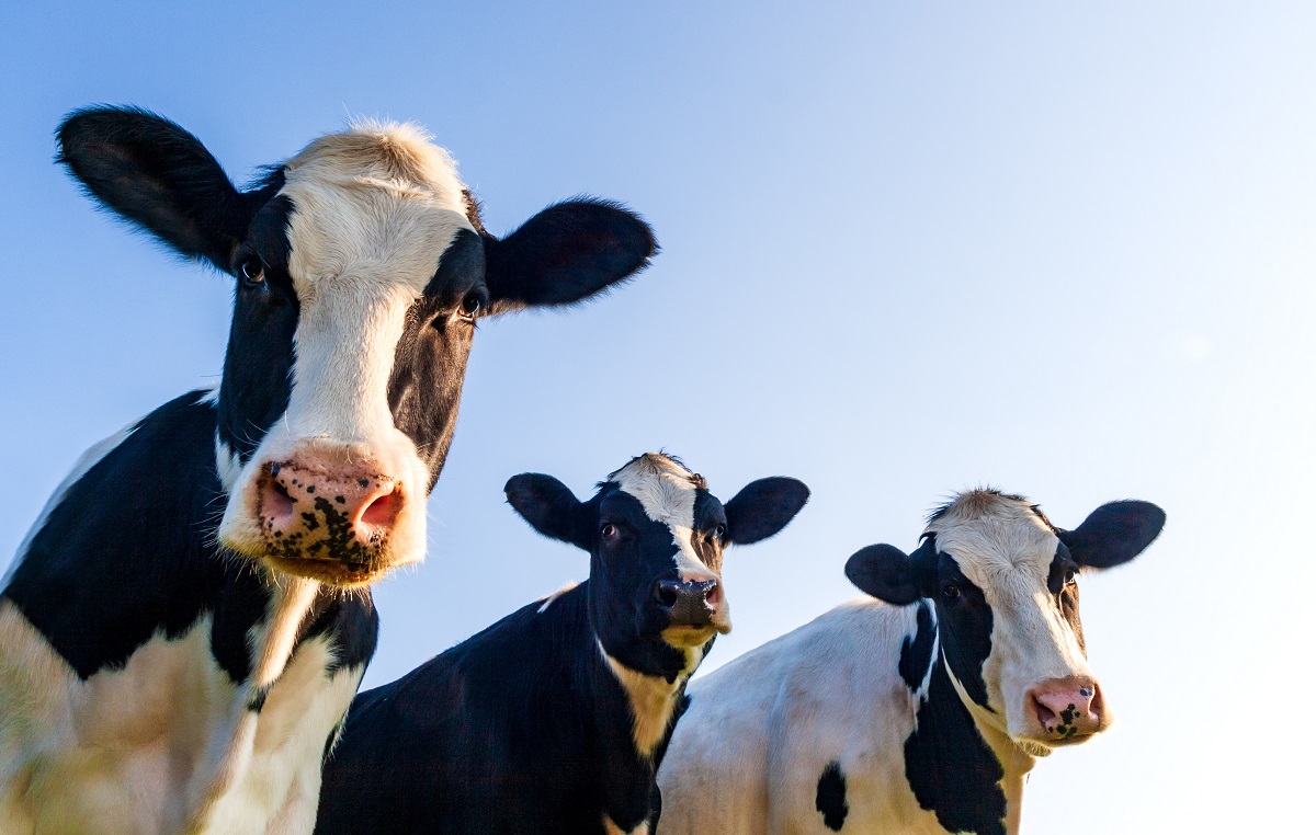 Dairy cows standing under blue sky