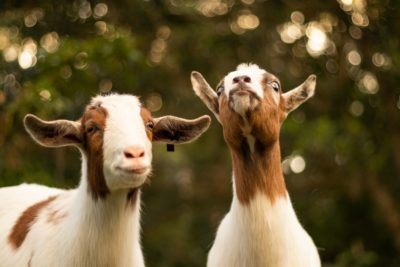2 goats standing outside. Goat's milk is not as innocent as many people believe.