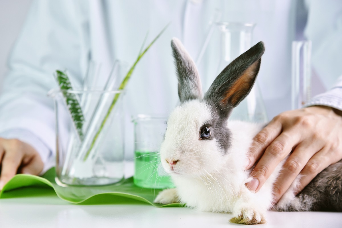 Rabbit in animal testing lab