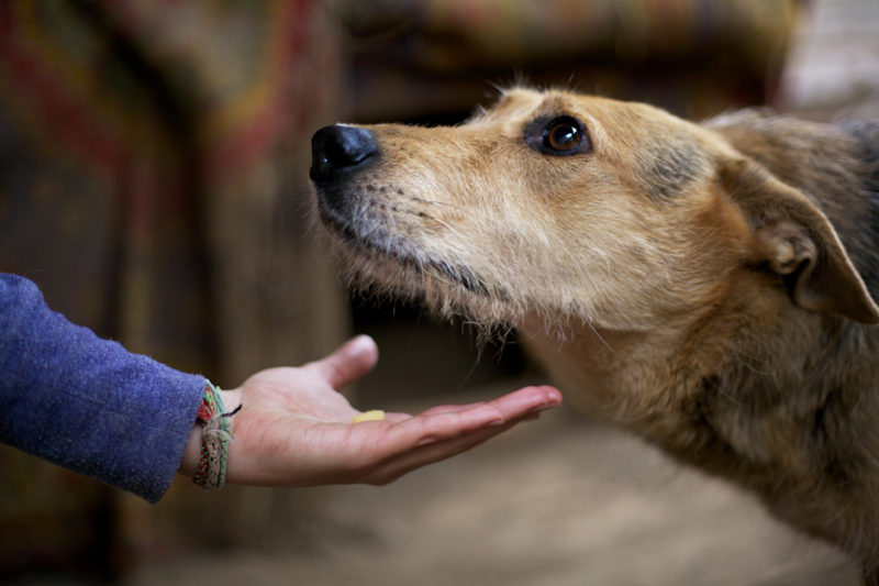 Help Animals in Ukraine