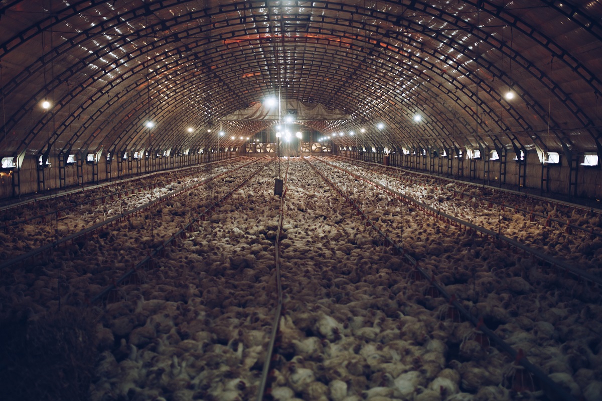 Thousands of small chickens are preparing to become human food. The interior of the chicken farm.